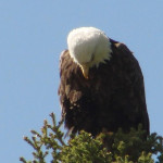 Mountain Eagle