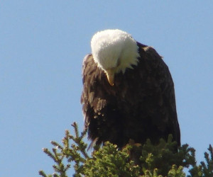 Mountain Eagle