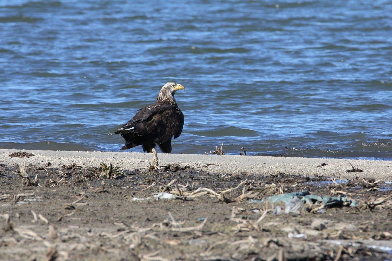 Golden Eagle by Ann