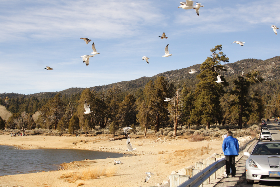 ducks & seagulls