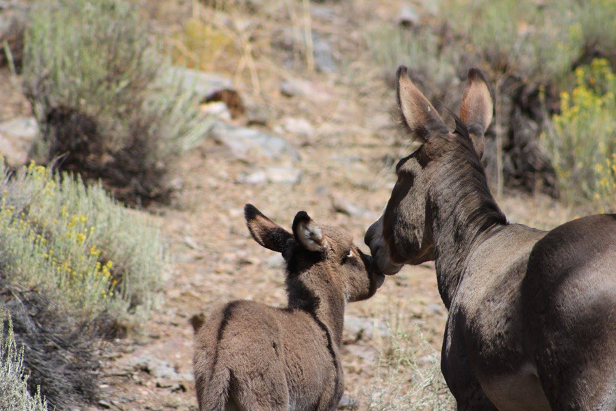 Burrow & Baby